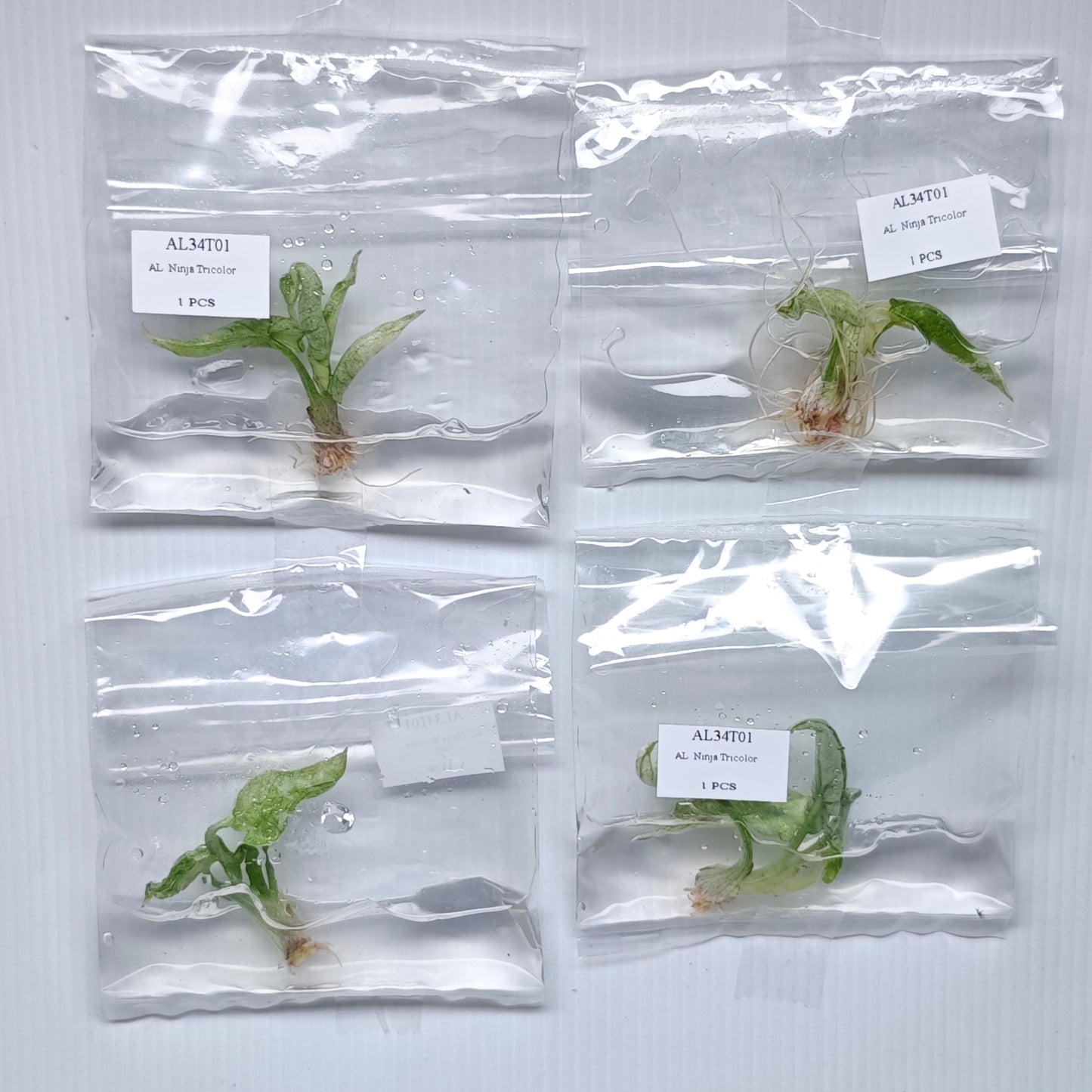 Alocasia Ninja Tricolour Variegated (1plant/bag) - Tissue culture