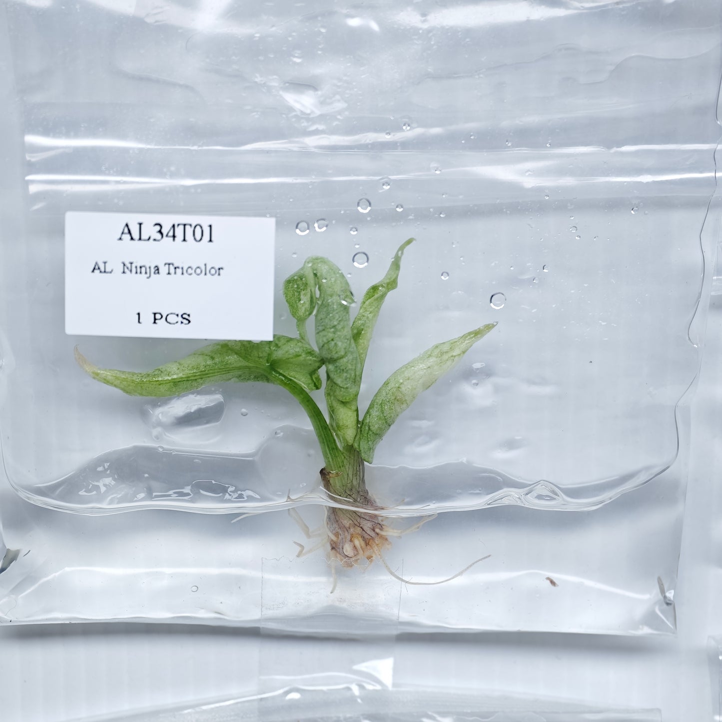 Alocasia Ninja Tricolour Variegated (1plant/bag) - Tissue culture