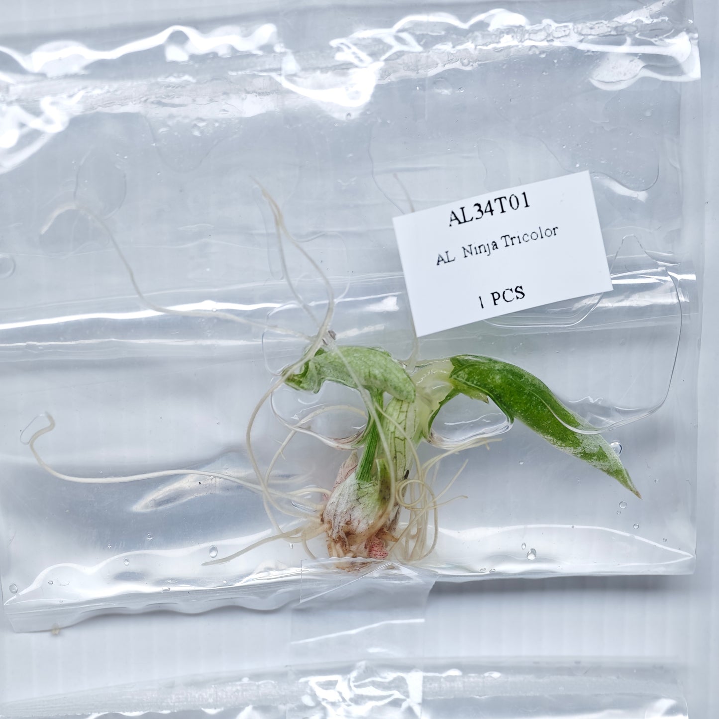 Alocasia Ninja Tricolour Variegated (1plant/bag) - Tissue culture