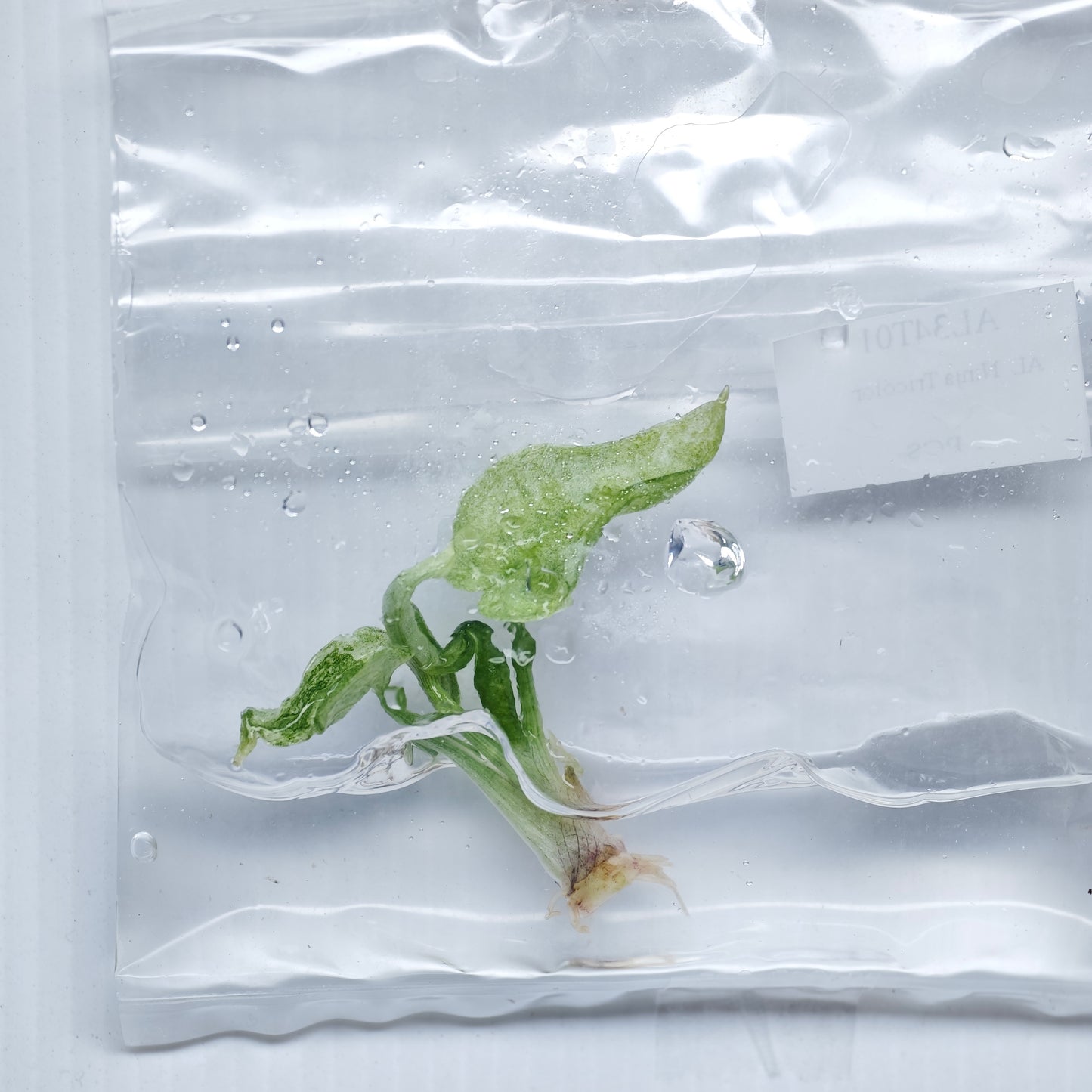 Alocasia Ninja Tricolour Variegated (1plant/bag) - Tissue culture