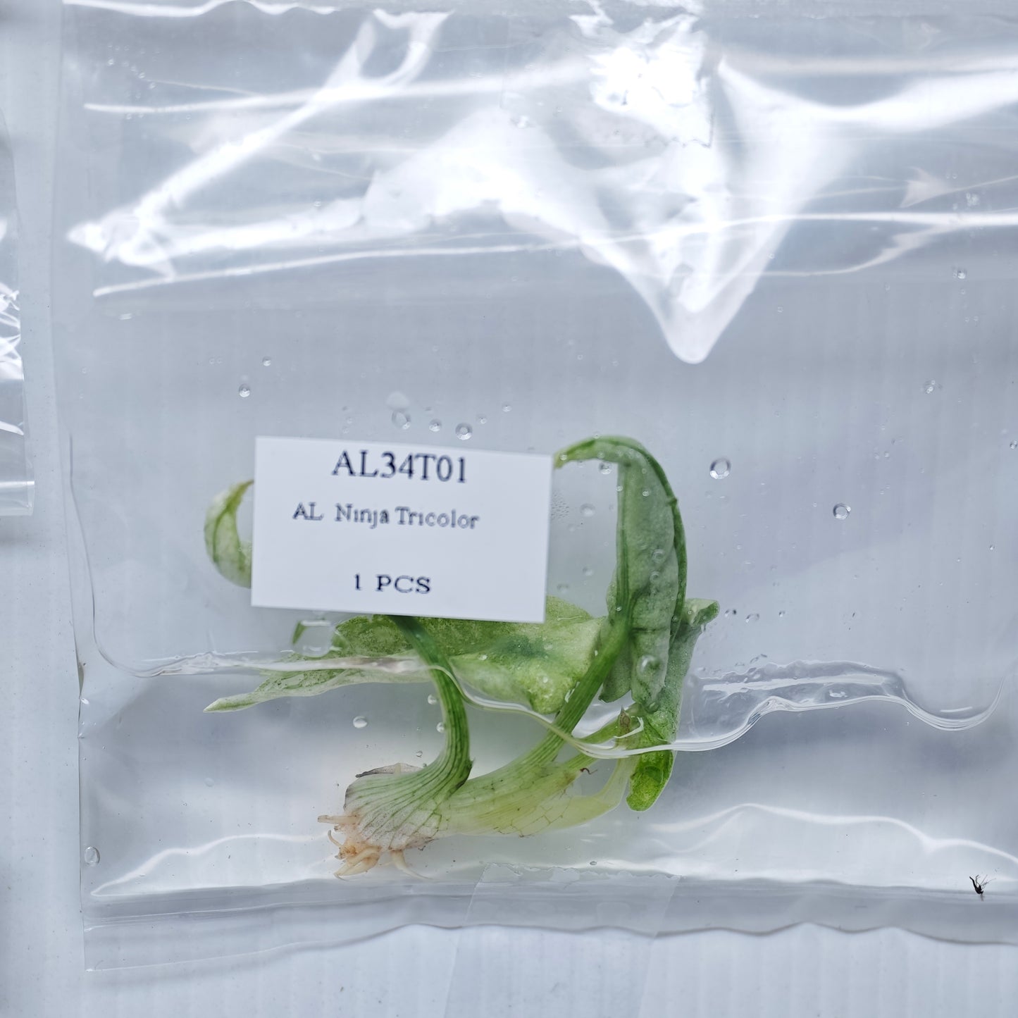 Alocasia Ninja Tricolour Variegated (1plant/bag) - Tissue culture
