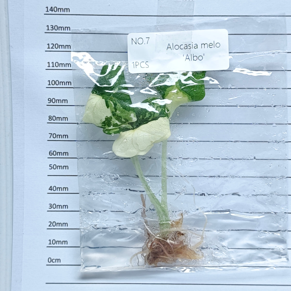 Alocasia melo Albo Variegated (1plant/bag) - Tissue culture