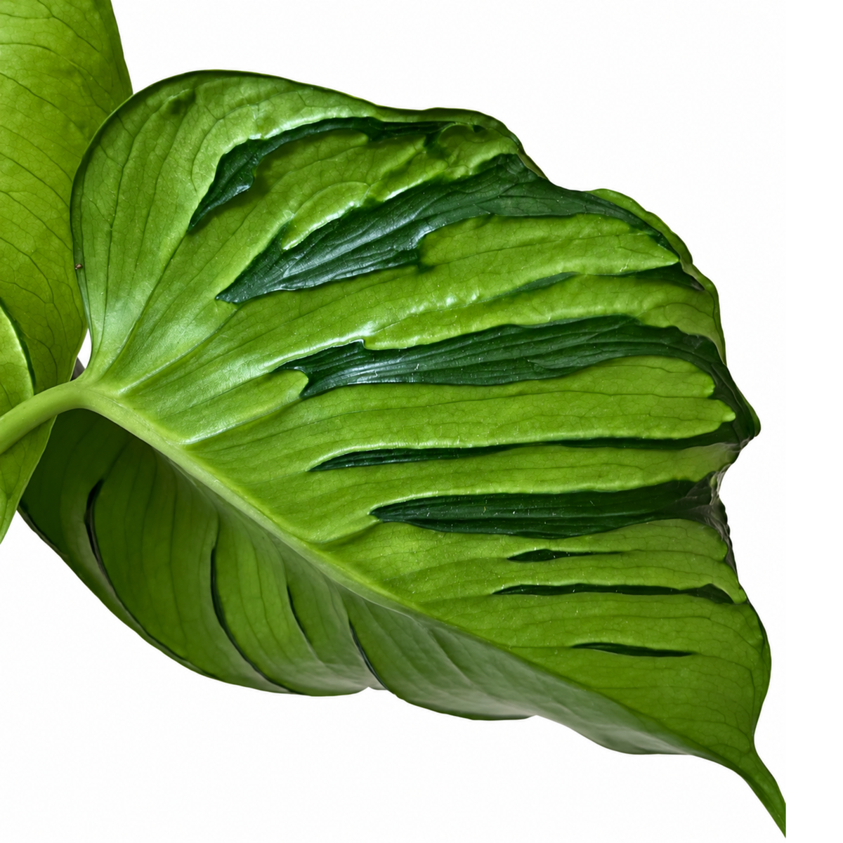 Monstera Tattoo (1plant/bag) - Tissue culture