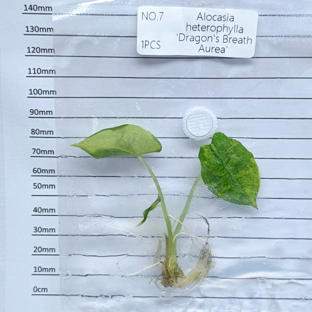 Alocasia heterophylla Dragon’s Breath Aurea Variegated (1plant/bag) - Tissue culture