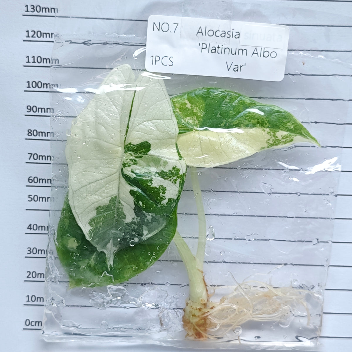 Alocasia Bisma Albo/ Platinum Albo Variegated (1plant/bag) - Tissue culture