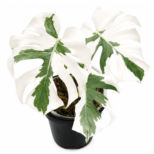 Monstera Casper (1plant/bag) - Tissue culture