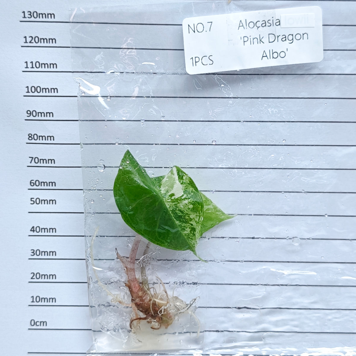 Alocasia Pink Dragon Albo/Pink Variegated (1plant/bag) - Tissue culture