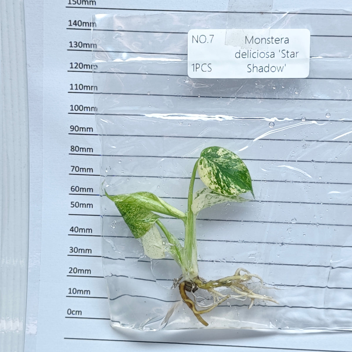 Monstera Star Shadow (1plant/bag) - Tissue culture
