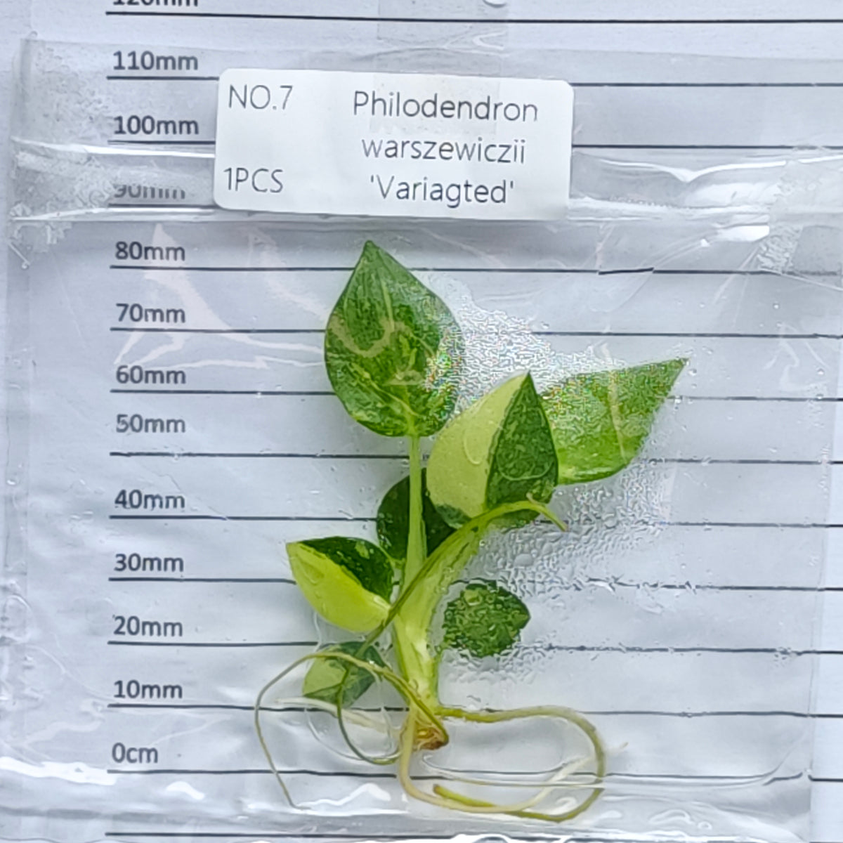 Philodendron warscewiczii variegated (1plant/bag) - Tissue culture