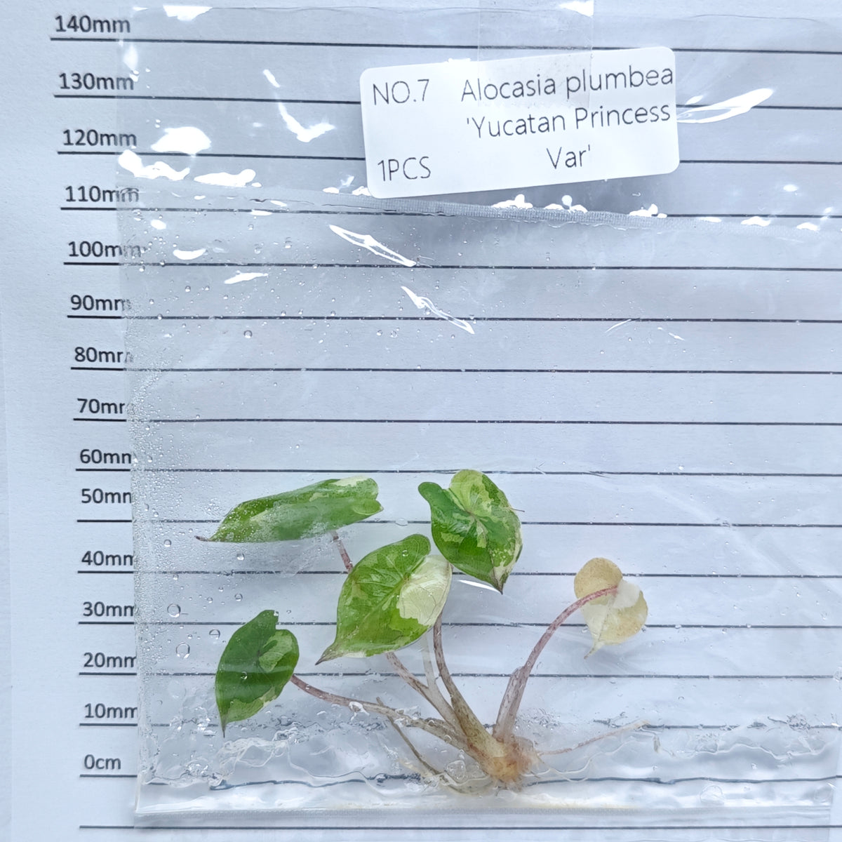 Alocasia Yucatan Princess Pink Variegated (1plant/bag) - Tissue culture