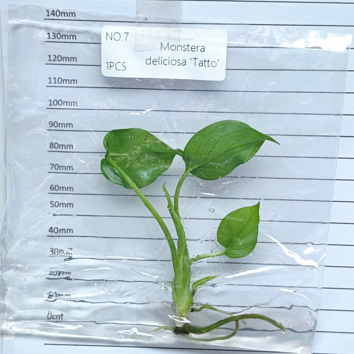 Monstera Tattoo (1plant/bag) - Tissue culture