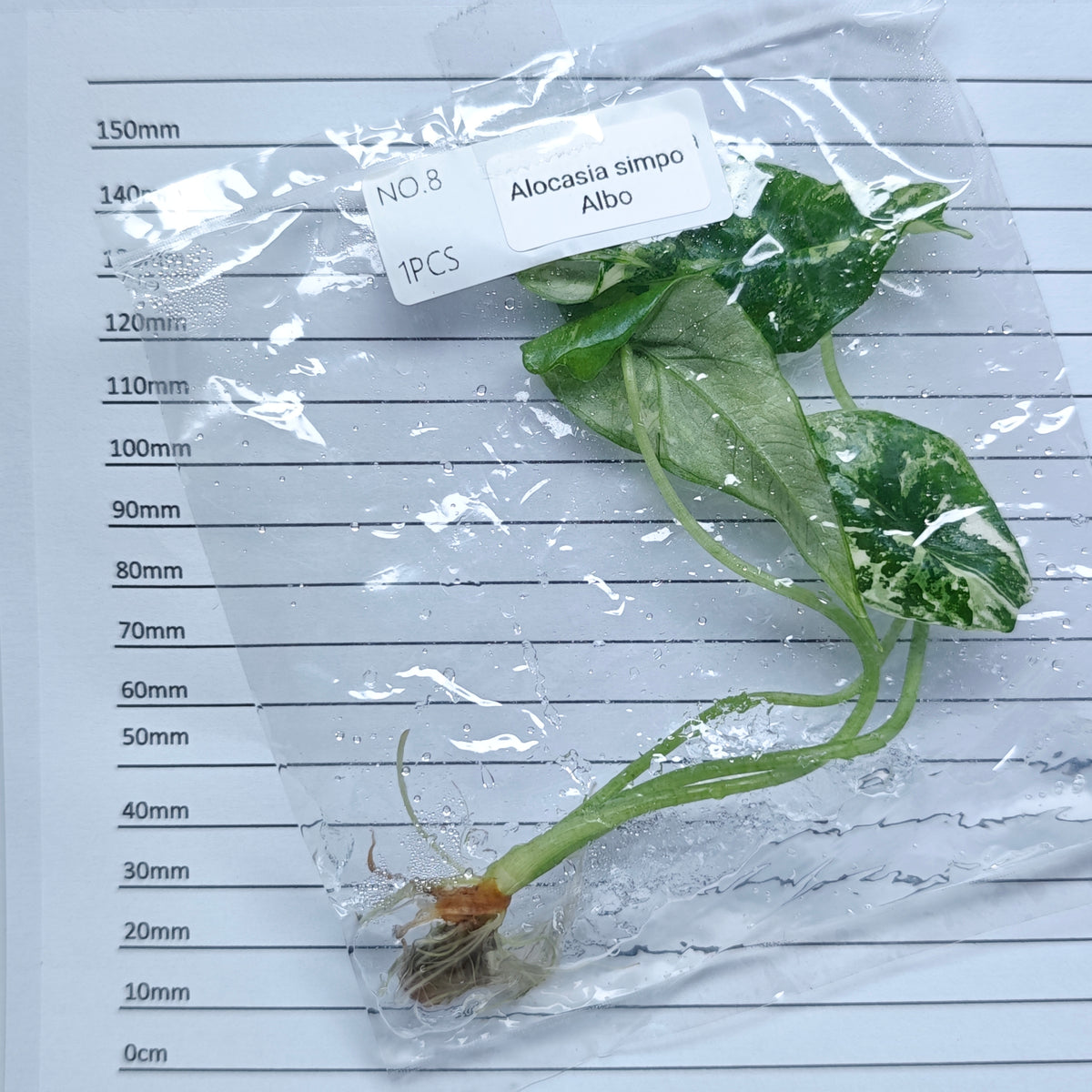Alocasia Simpo Albo Variegated (1plant/bag) - Tissue culture