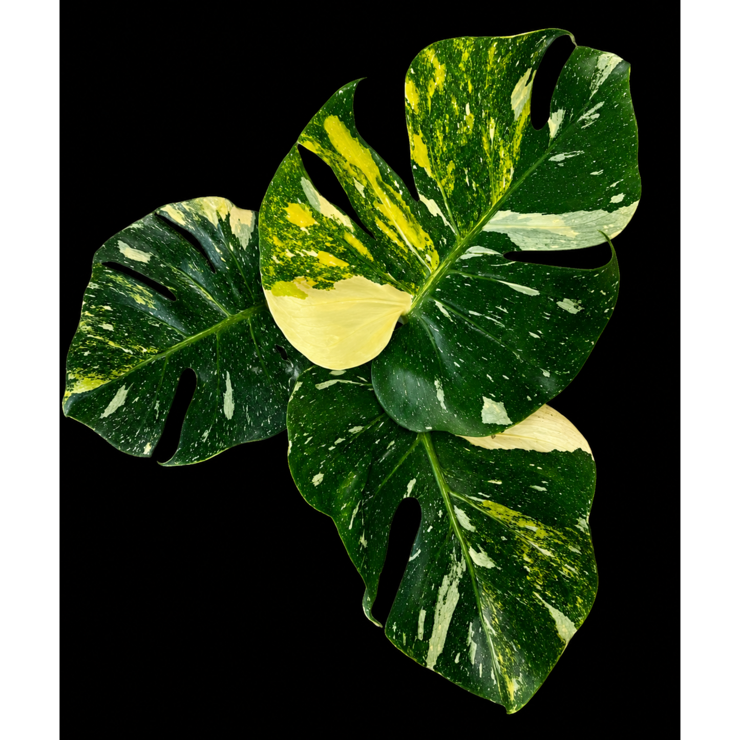 Monstera Miracle / Thai Cons Tricolour (1plant/bag) - Tissue culture