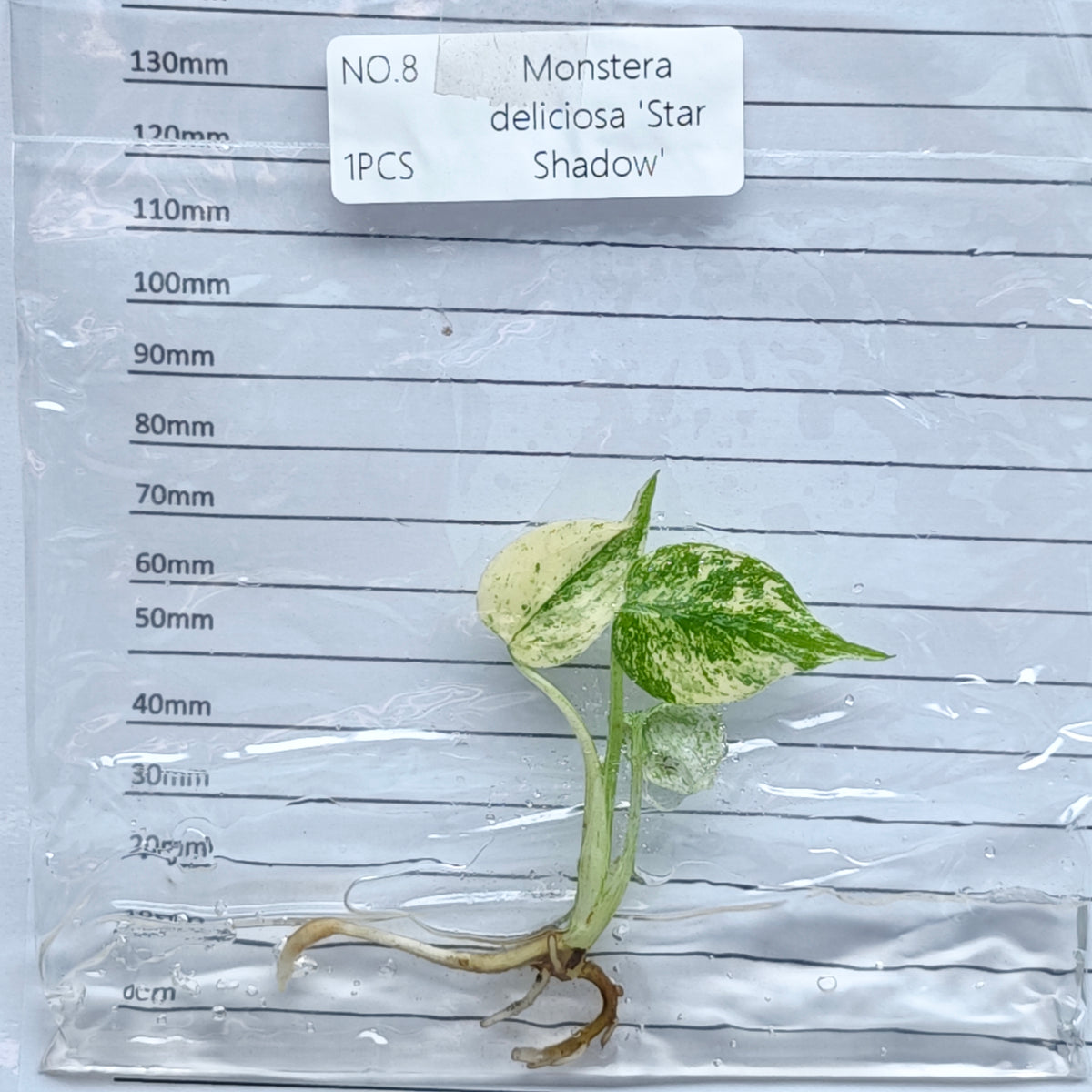Monstera Star Shadow (1plant/bag) - Tissue culture