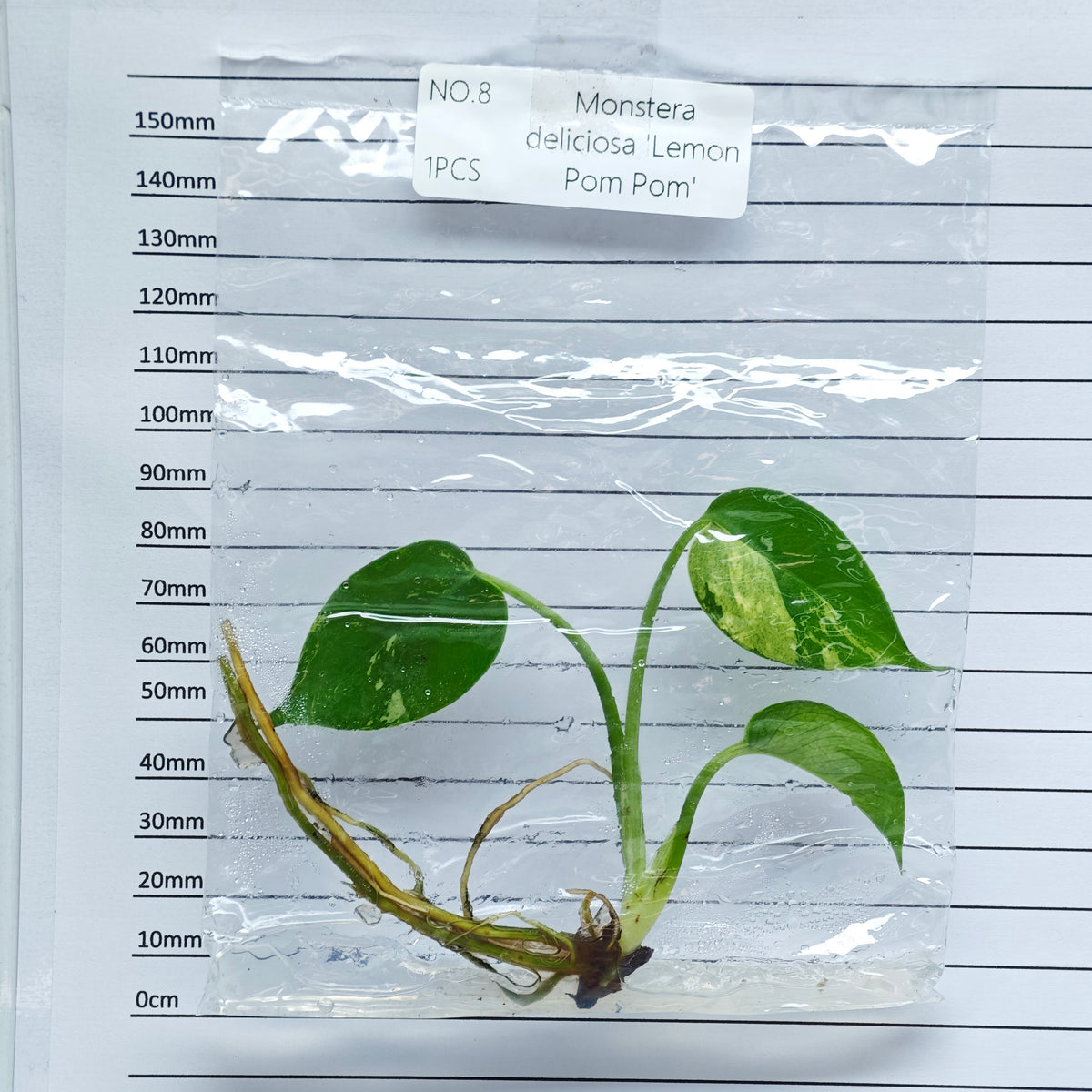 Monstera Lemon Pompom (1plant/bag) - Tissue culture