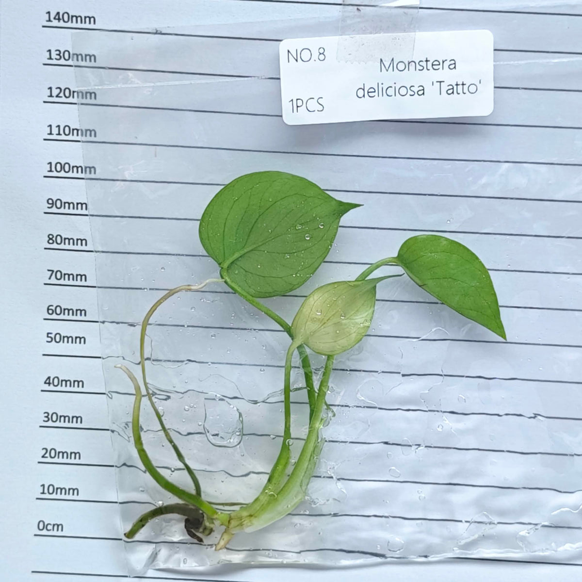 Monstera Tattoo (1plant/bag) - Tissue culture