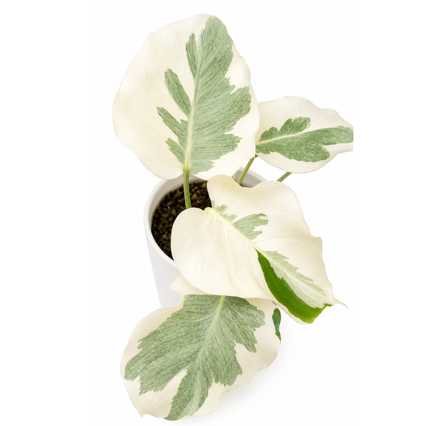 Monstera Casper (1plant/bag) - Tissue culture