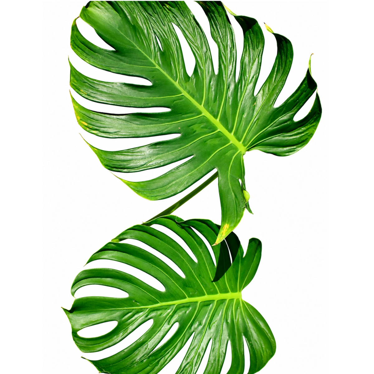 Monstera Tattoo (1plant/bag) - Tissue culture