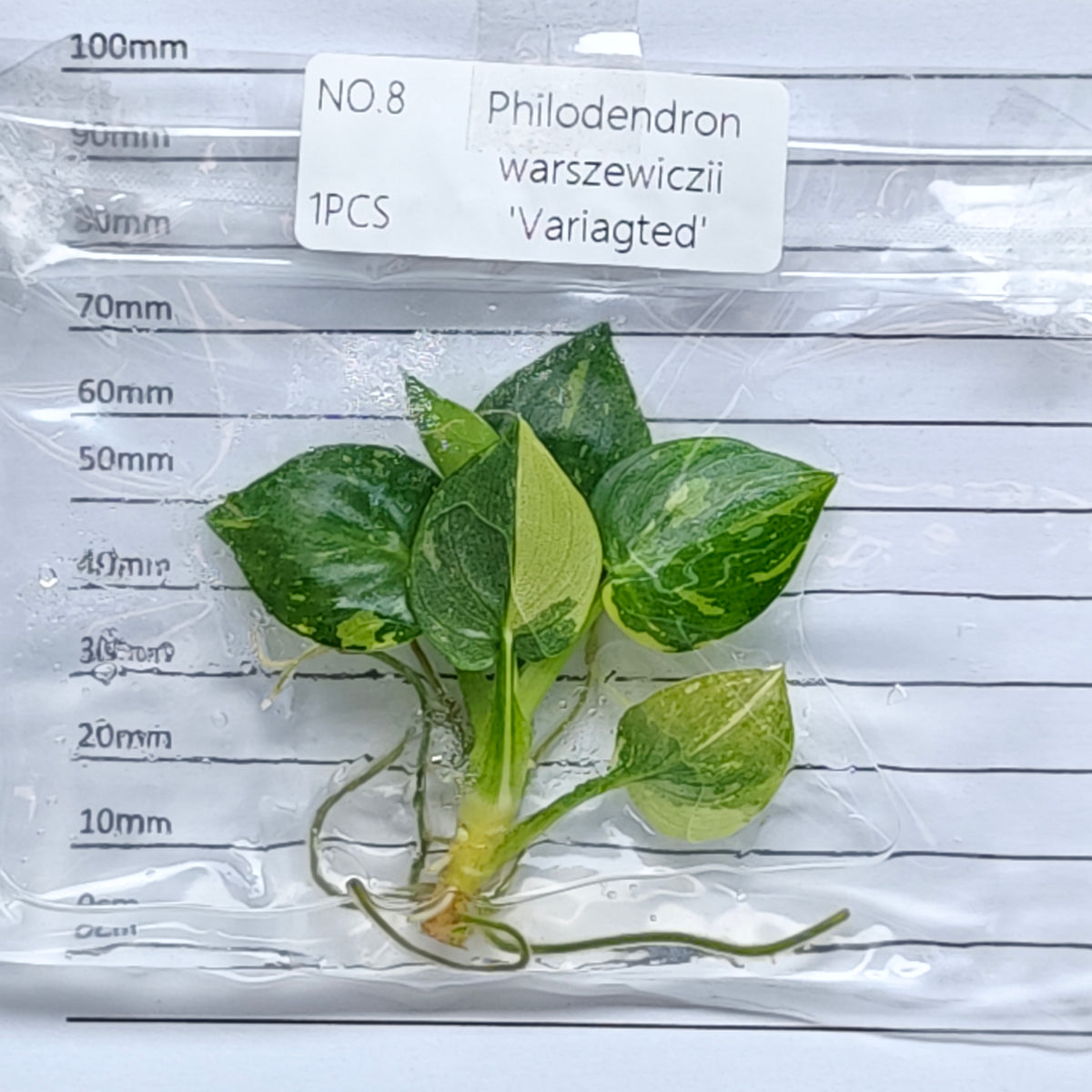Philodendron warscewiczii variegated (1plant/bag) - Tissue culture