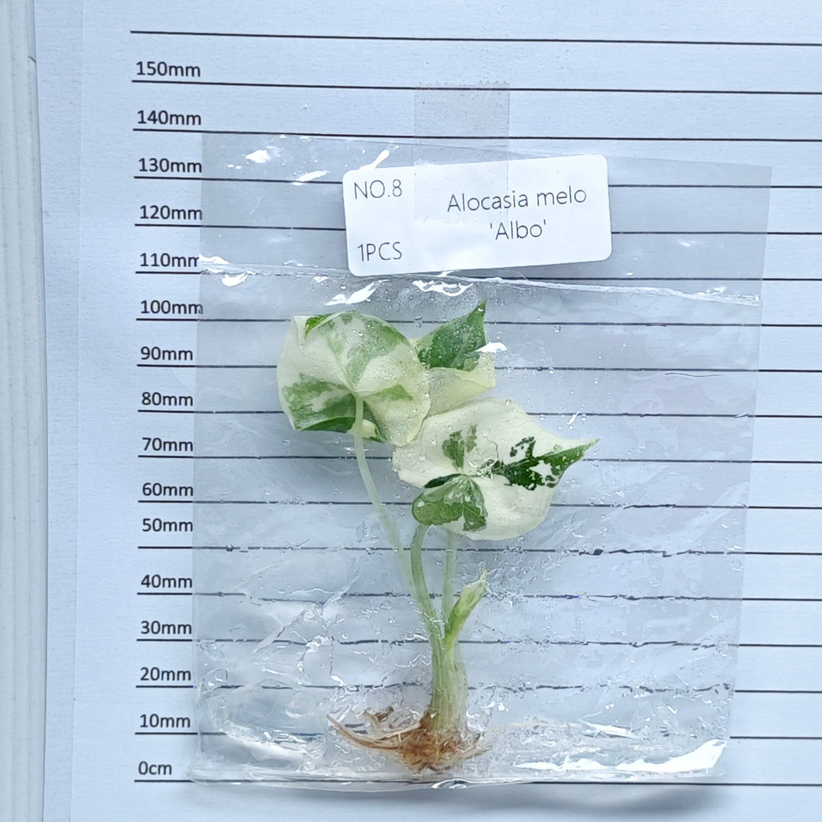 Alocasia melo Albo Variegated (1plant/bag) - Tissue culture