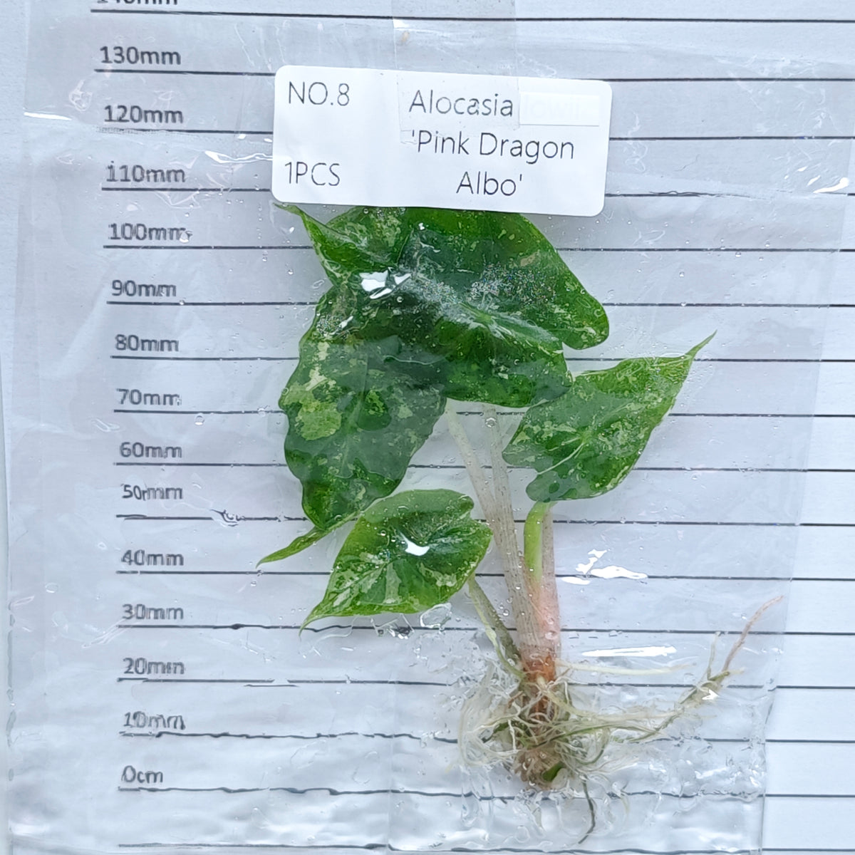 Alocasia Pink Dragon Albo/Pink Variegated (1plant/bag) - Tissue culture