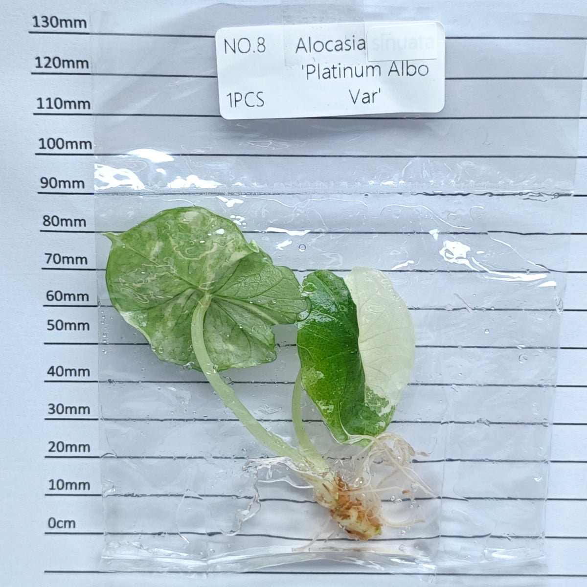 Alocasia Bisma Albo/ Platinum Albo Variegated (1plant/bag) - Tissue culture