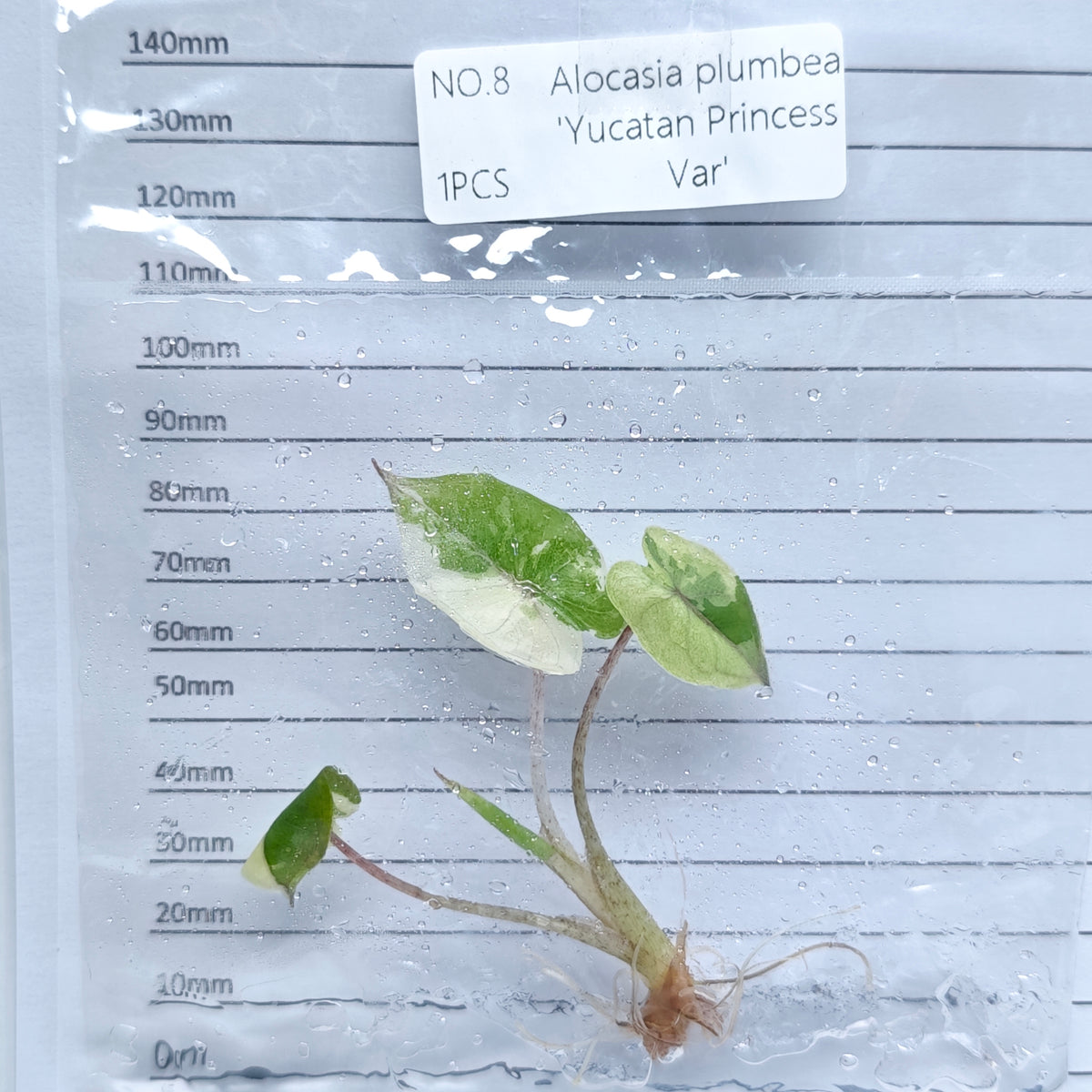 Alocasia Yucatan Princess Pink Variegated (1plant/bag) - Tissue culture