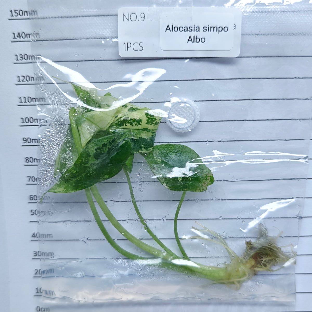 Alocasia Simpo Albo Variegated (1plant/bag) - Tissue culture