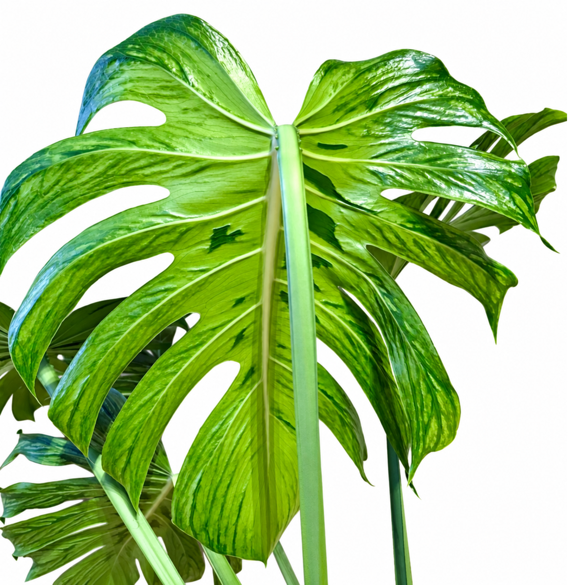Monstera Tattoo (1plant/bag) - Tissue culture