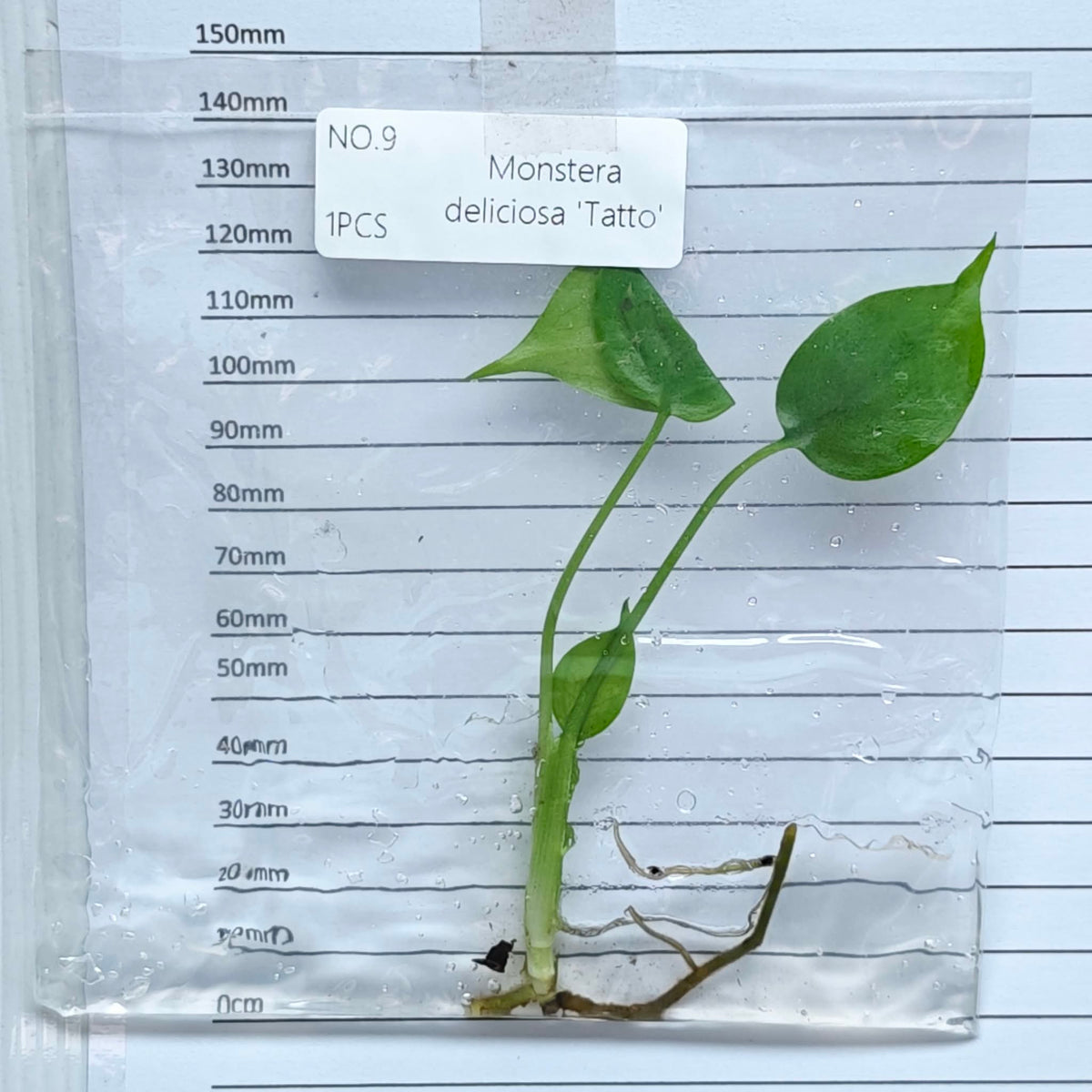 Monstera Tattoo (1plant/bag) - Tissue culture