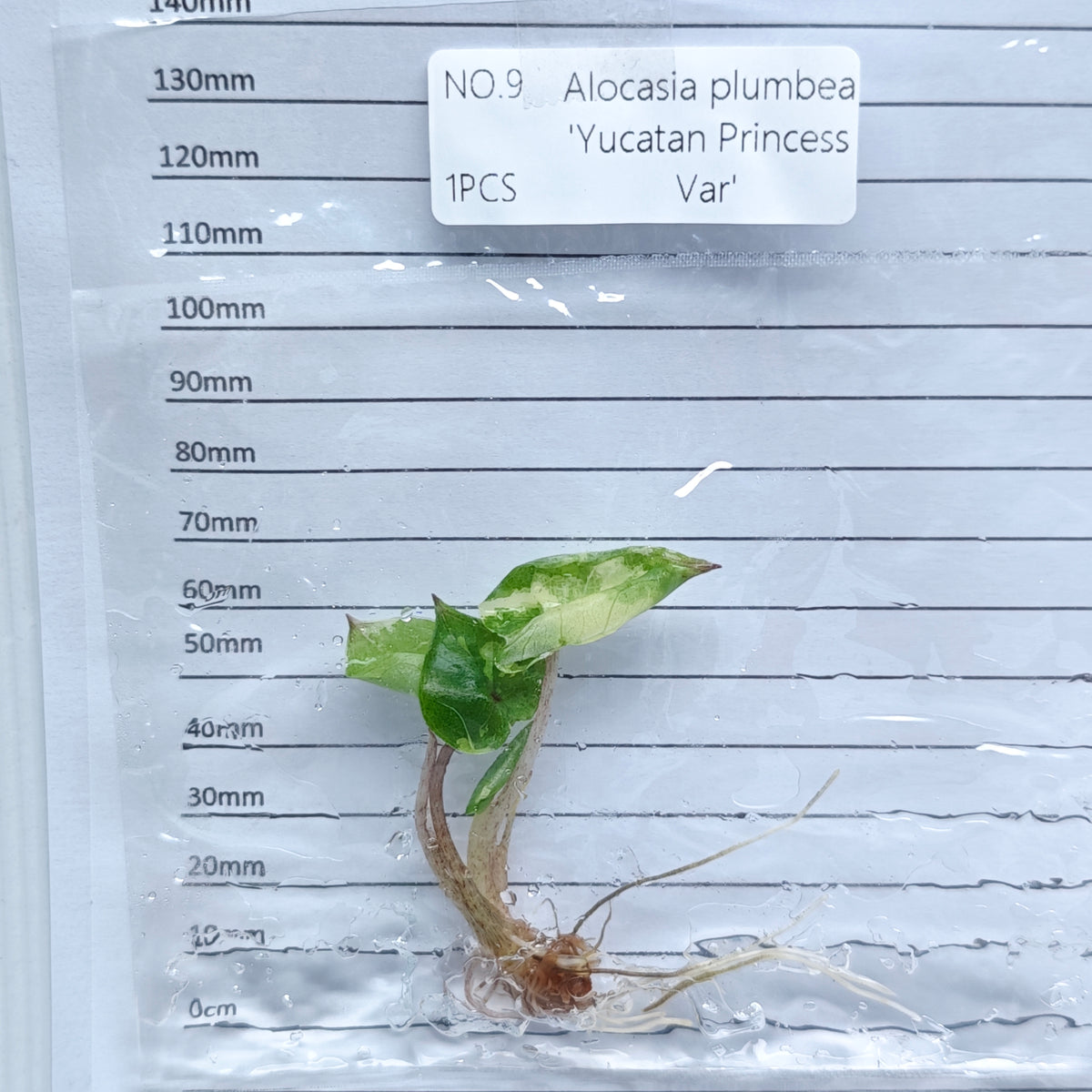 Alocasia Yucatan Princess Pink Variegated (1plant/bag) - Tissue culture