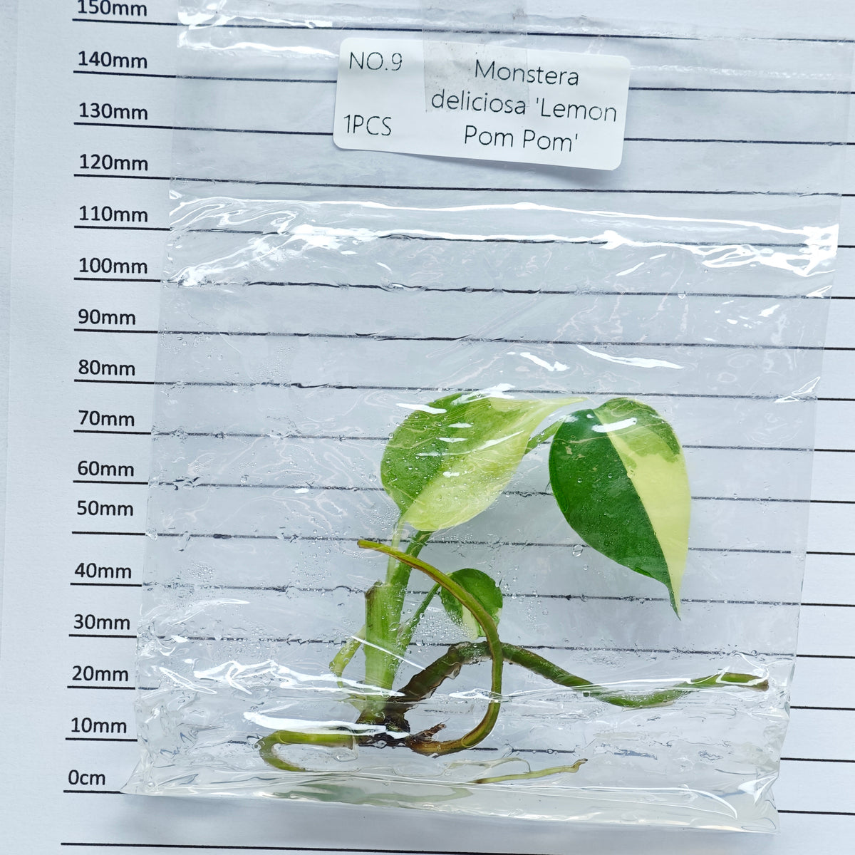 Monstera Lemon Pompom (1plant/bag) - Tissue culture