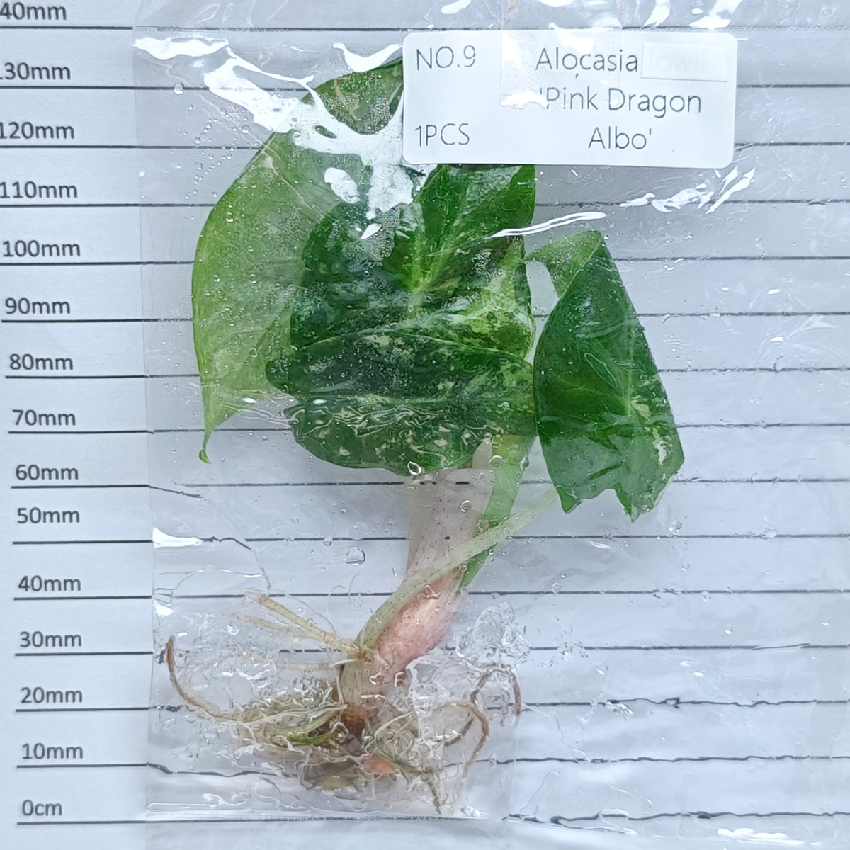 Alocasia Pink Dragon Albo/Pink Variegated (1plant/bag) - Tissue culture
