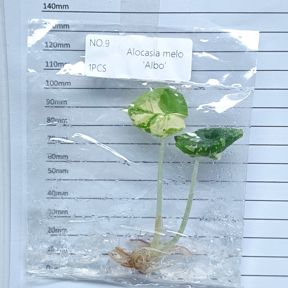 Alocasia melo Albo Variegated (1plant/bag) - Tissue culture