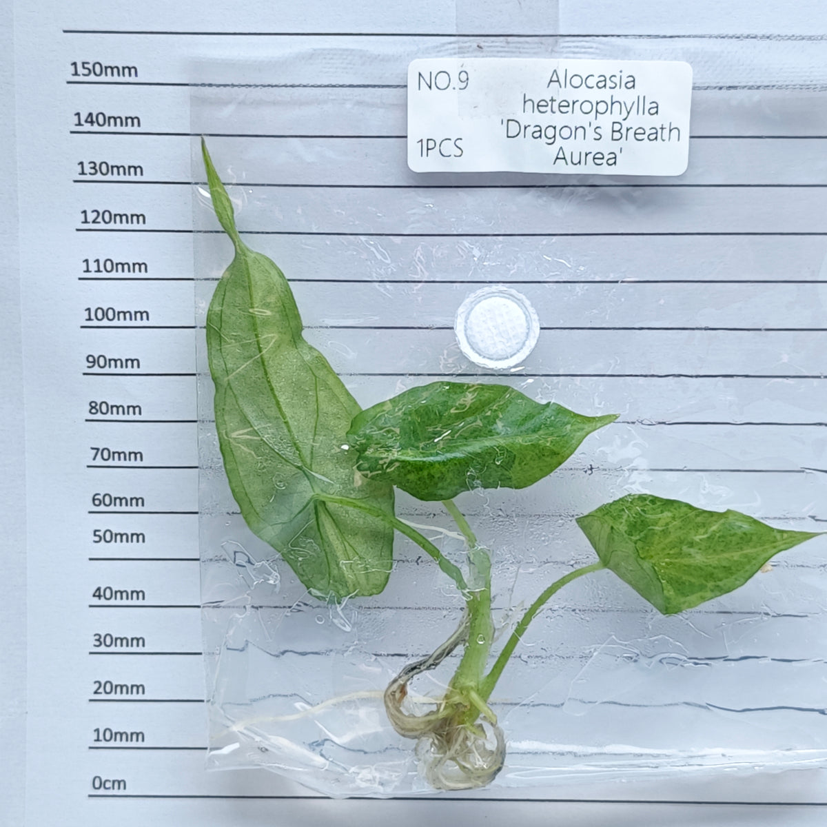Alocasia heterophylla Dragon’s Breath Aurea Variegated (1plant/bag) - Tissue culture