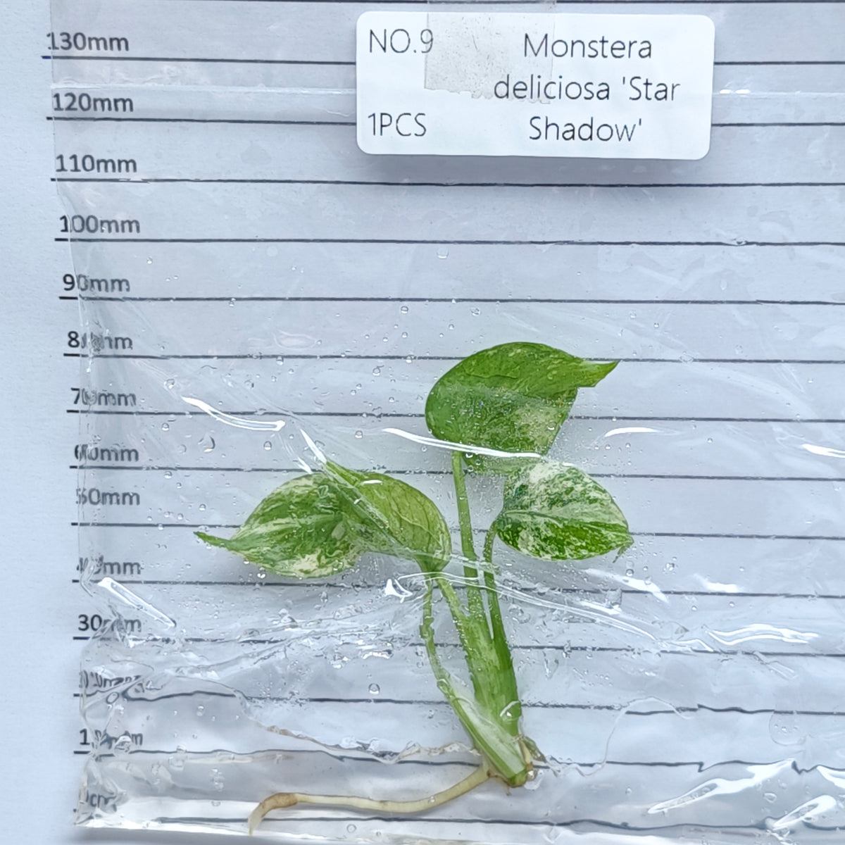 Monstera Star Shadow (1plant/bag) - Tissue culture