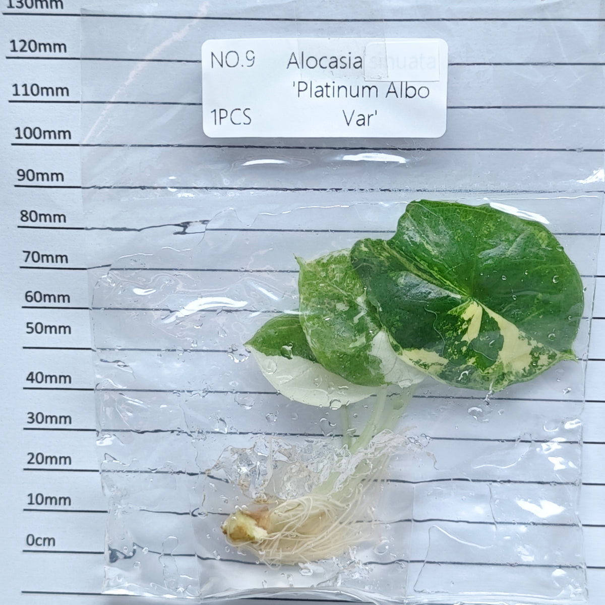 Alocasia Bisma Albo/ Platinum Albo Variegated (1plant/bag) - Tissue culture