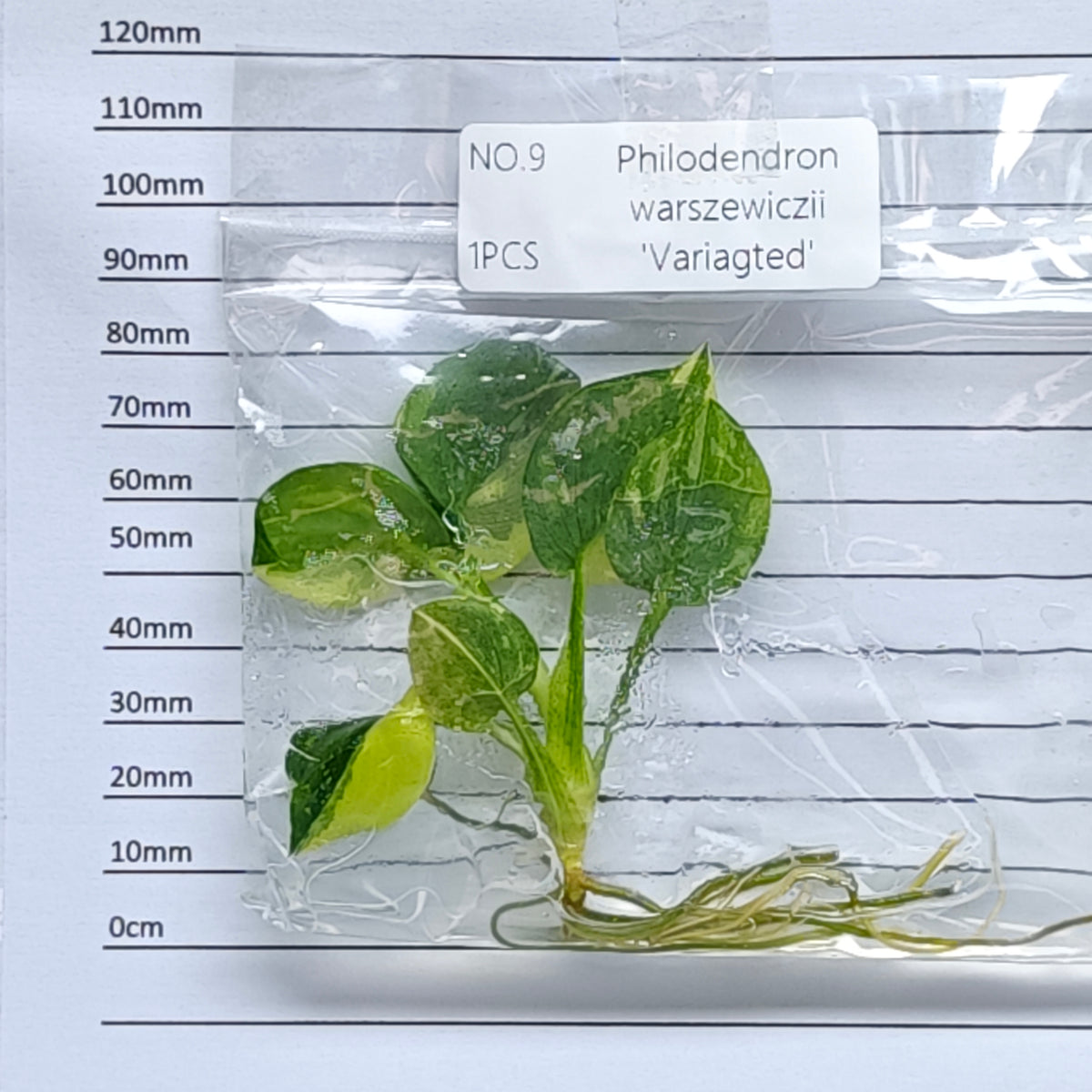 Philodendron warscewiczii variegated (1plant/bag) - Tissue culture