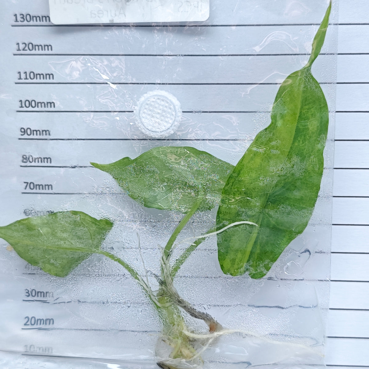 Alocasia heterophylla Dragon’s Breath Aurea Variegated (1plant/bag) - Tissue culture