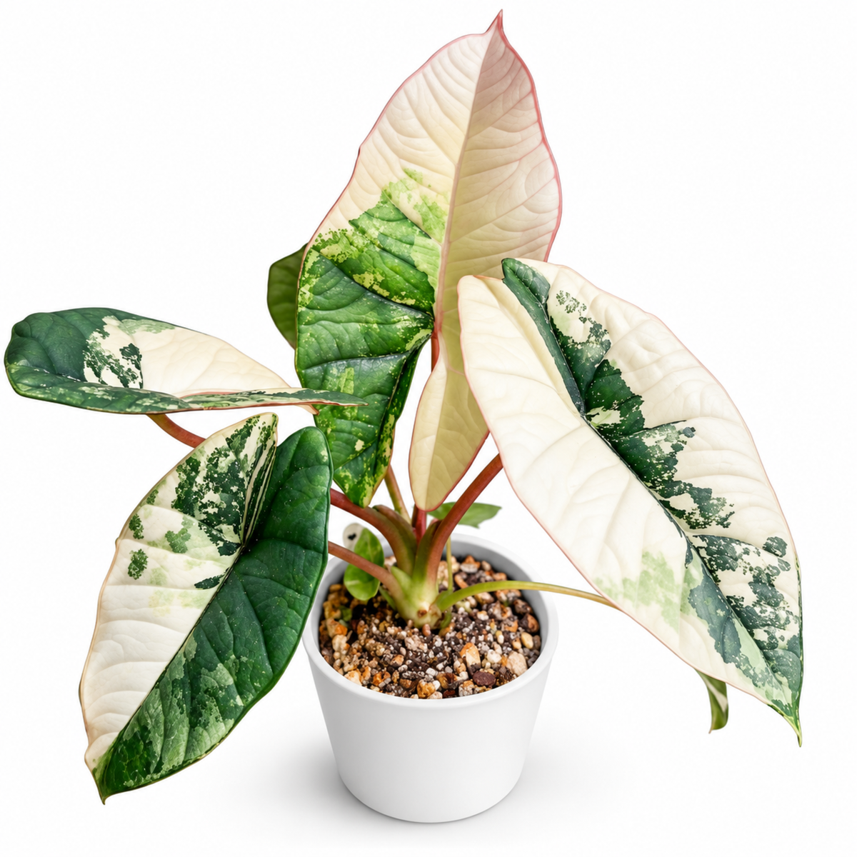 Alocasia Bisma Albo/ Platinum Albo Variegated (1plant/bag) - Tissue culture