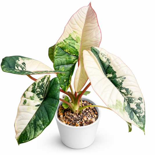 Alocasia Bisma Albo/ Platinum Albo Variegated (1plant/bag) - Tissue culture