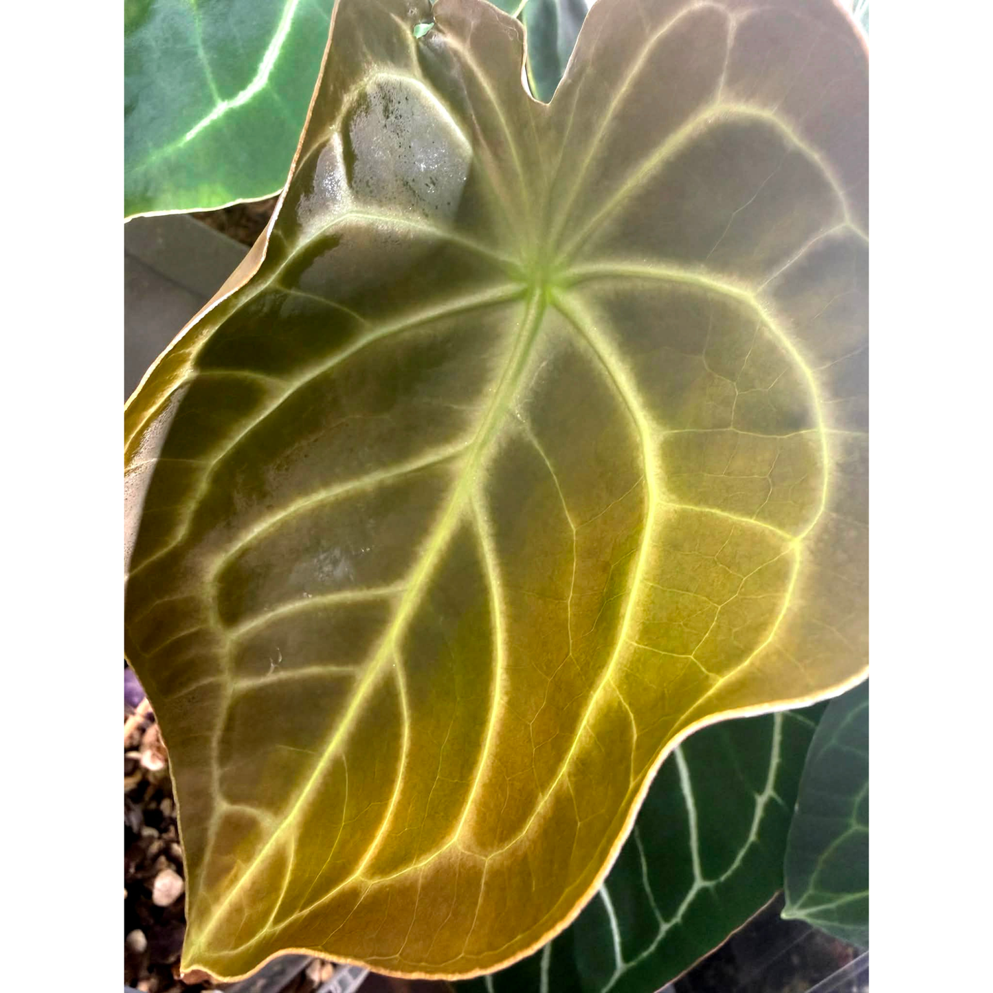 Anthurium Dark Forgetii x Silver Blush X Dark Forgetii x Bessae Aff (M)