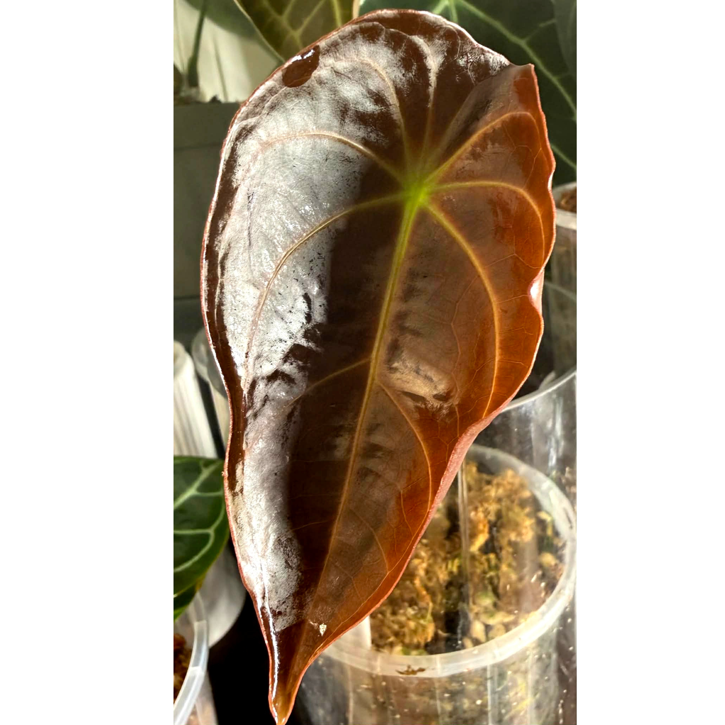 Anthurium Dark Forgetii x Silver Blush X Dark Forgetii x Bessae Aff (M)