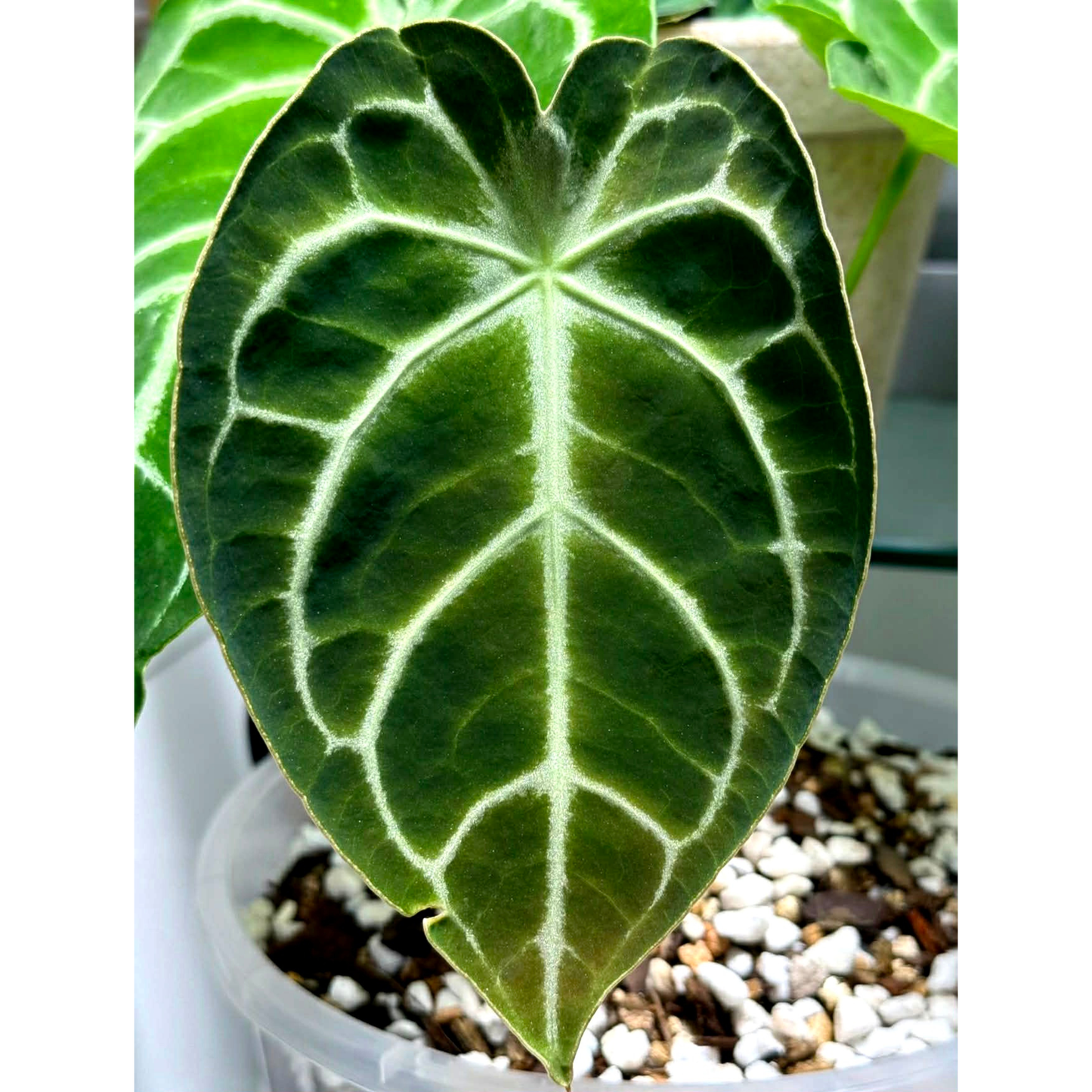 Anthurium Dark Forgetii x Silver Blush X Dark Forgetii x Bessae Aff (M)