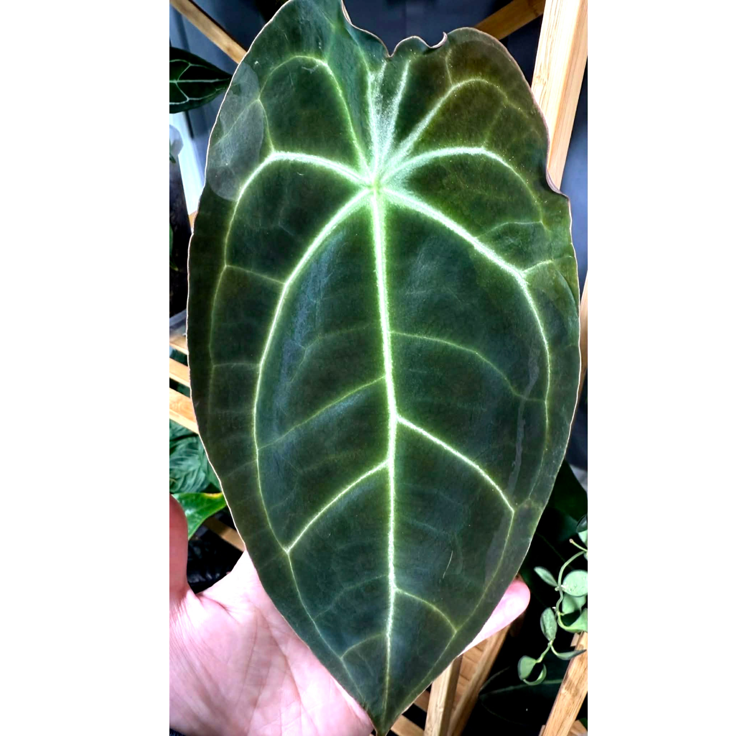 Anthurium Dark Forgetii x Silver Blush X Dark Forgetii x Bessae Aff (M)