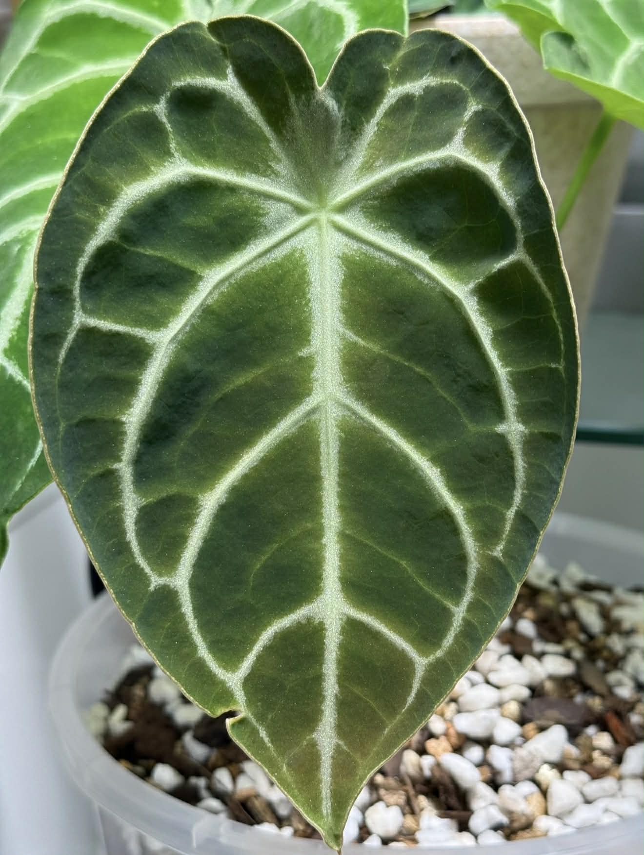 Anthurium Dorayaki X Dark Forgetii x Silver Blush