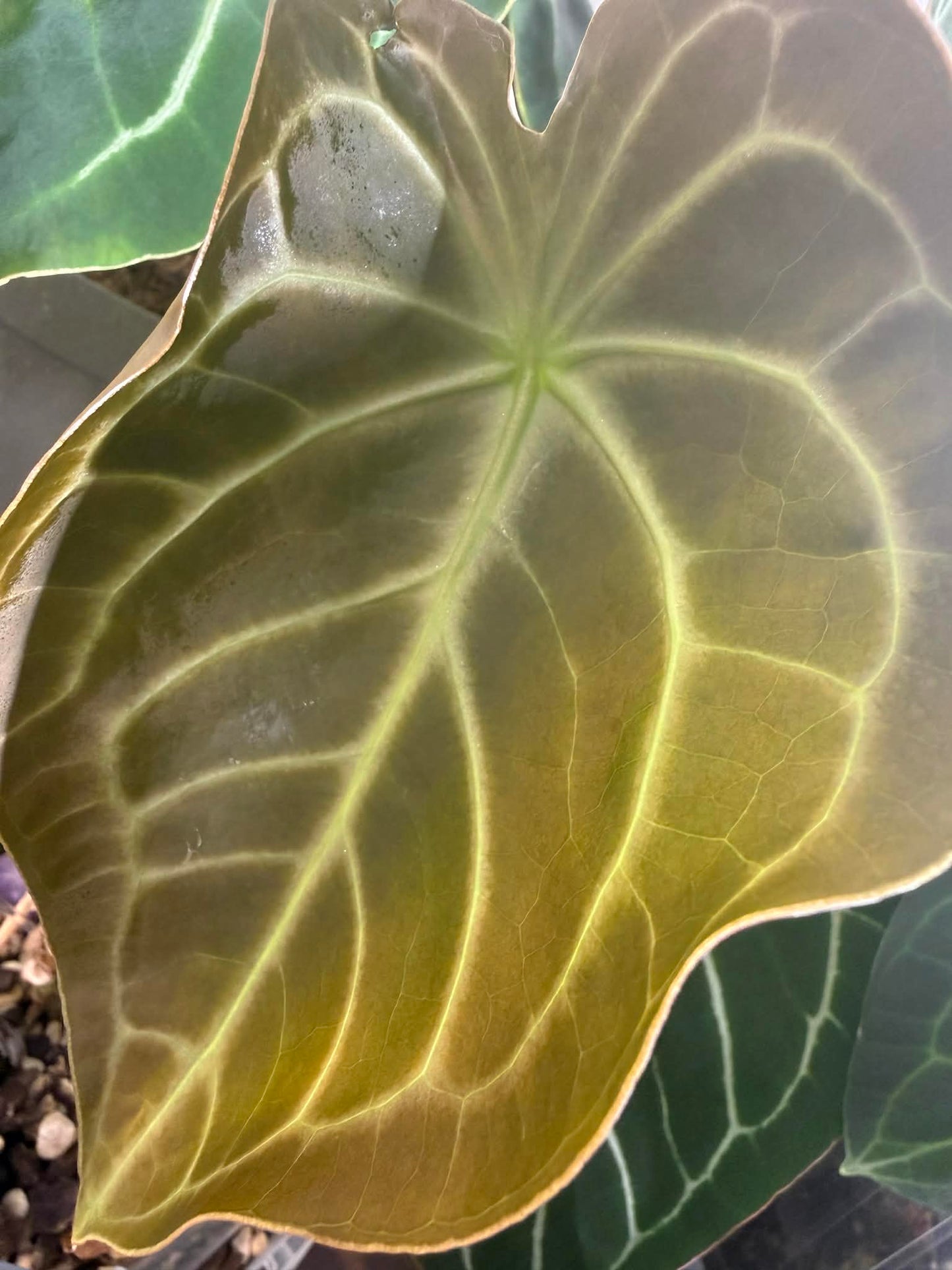 Anthurium Dorayaki X Dark Forgetii x Silver Blush