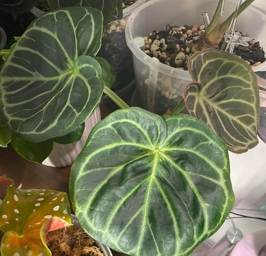 Anthurium Dorayaki X Dark Forgetii x Silver Blush
