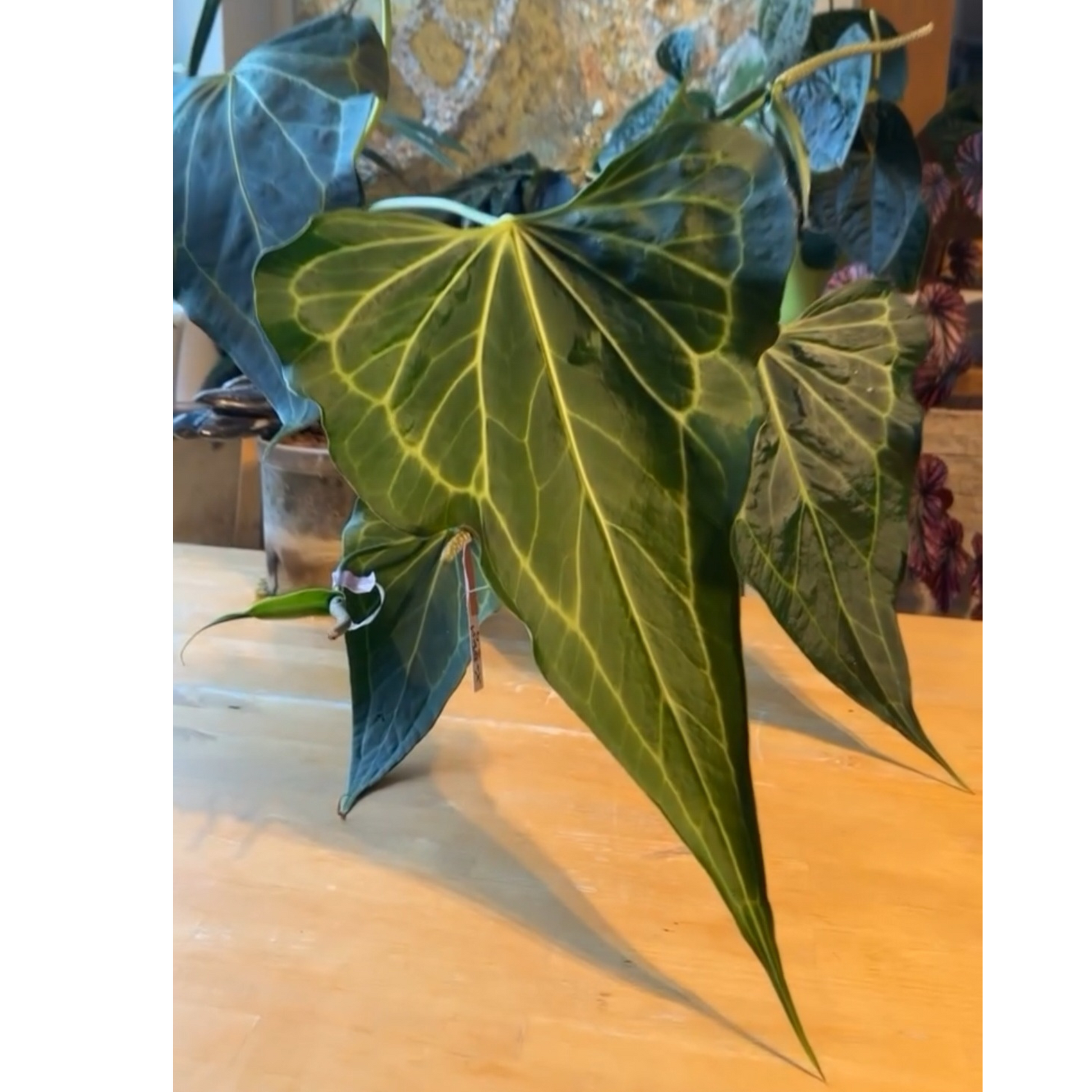 rare Anthurium Delta Force for sale in Perth Australia