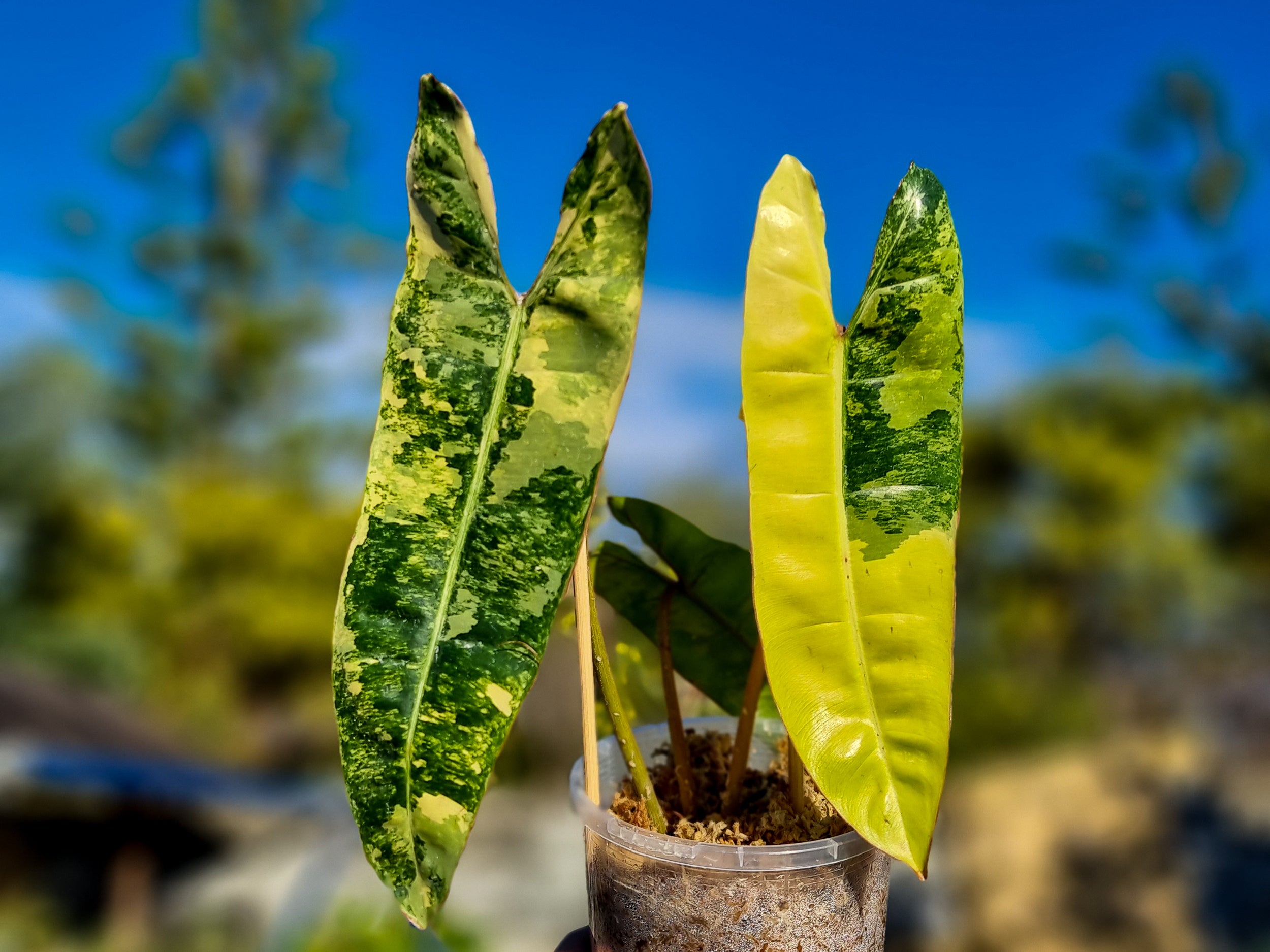 Philodendron billietiae variegated for sale in perth australia